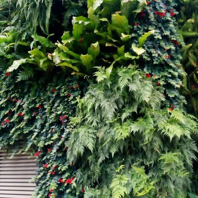 Vertical Gardens by Verde Vertical Inc by Verde Vertical Inc - Photo 2