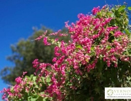 Vernon's LandEscapes, Inc. - Photo 11