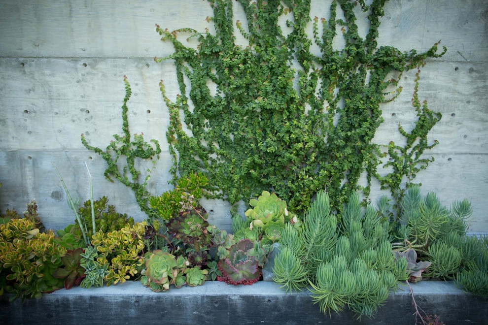 Viola Gardens Drought Tolerant Landscape Projects by Viola Gardens - Photo 14
