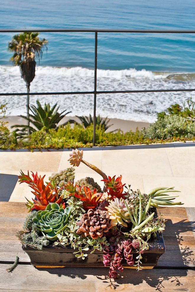 Malibu Drought Tolerant Hillside Oasis by Viola Gardens - Photo 4
