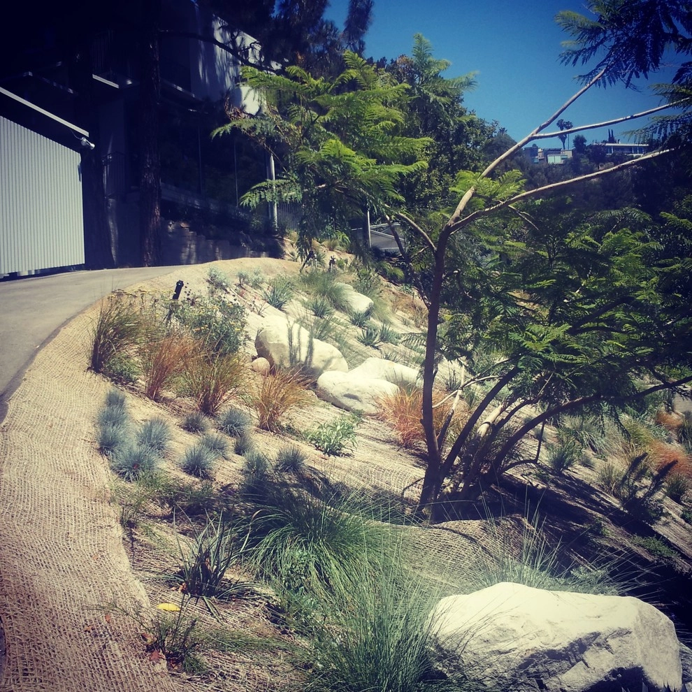 Viola Gardens Drought Tolerant Landscape Projects by Viola Gardens - Photo 39