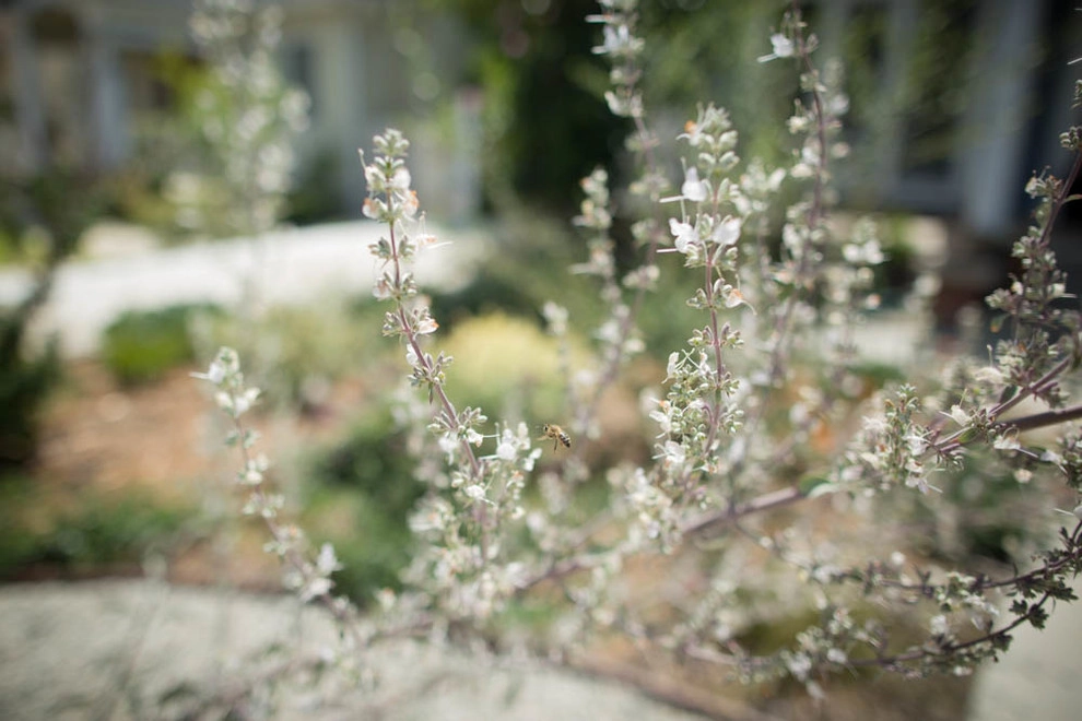 Viola Gardens Drought Tolerant Landscape Projects by Viola Gardens - Photo 15
