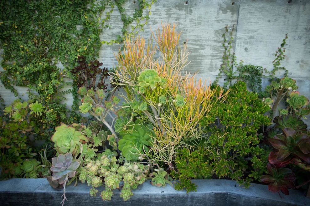 Viola Gardens Drought Tolerant Landscape Projects by Viola Gardens - Photo 44