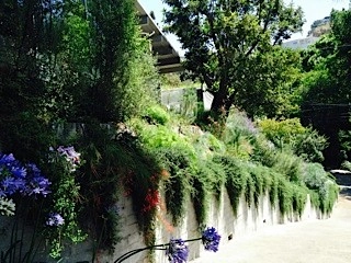 Viola Gardens Drought Tolerant Landscape Projects by Viola Gardens - Photo 46