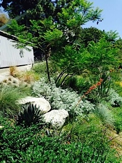 Viola Gardens Drought Tolerant Landscape Projects by Viola Gardens - Photo 17