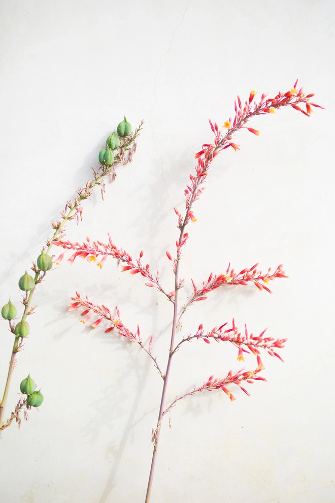 Larissa Drive Drought Tolerant Garden by Viola Gardens - Photo 4