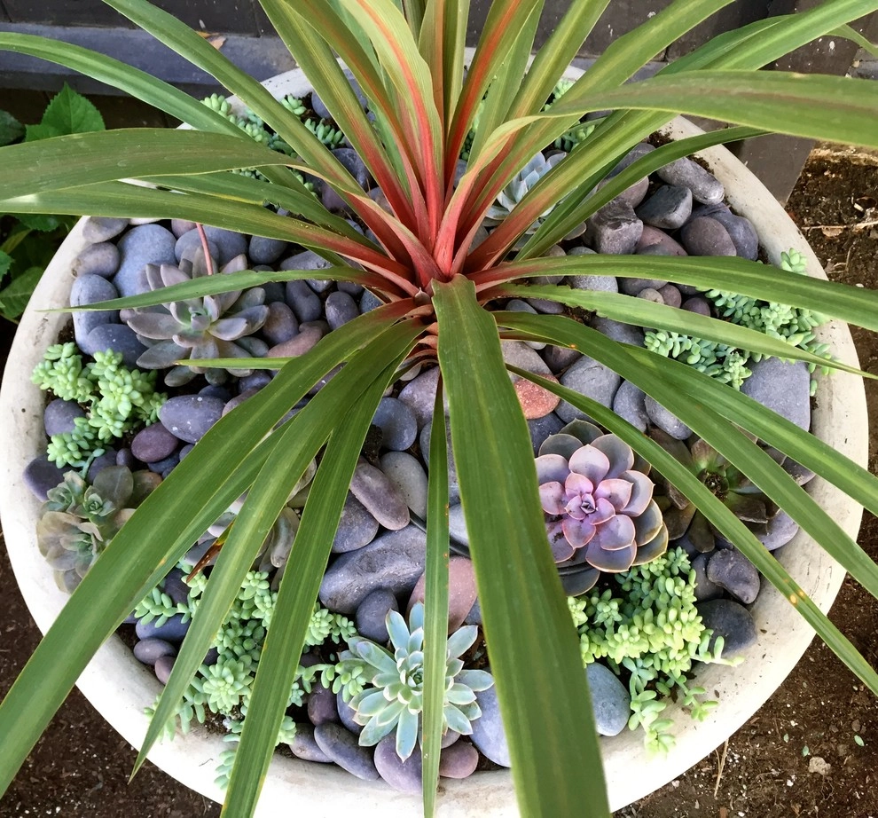 Viola Gardens Drought Tolerant Landscape Projects by Viola Gardens - Photo 3