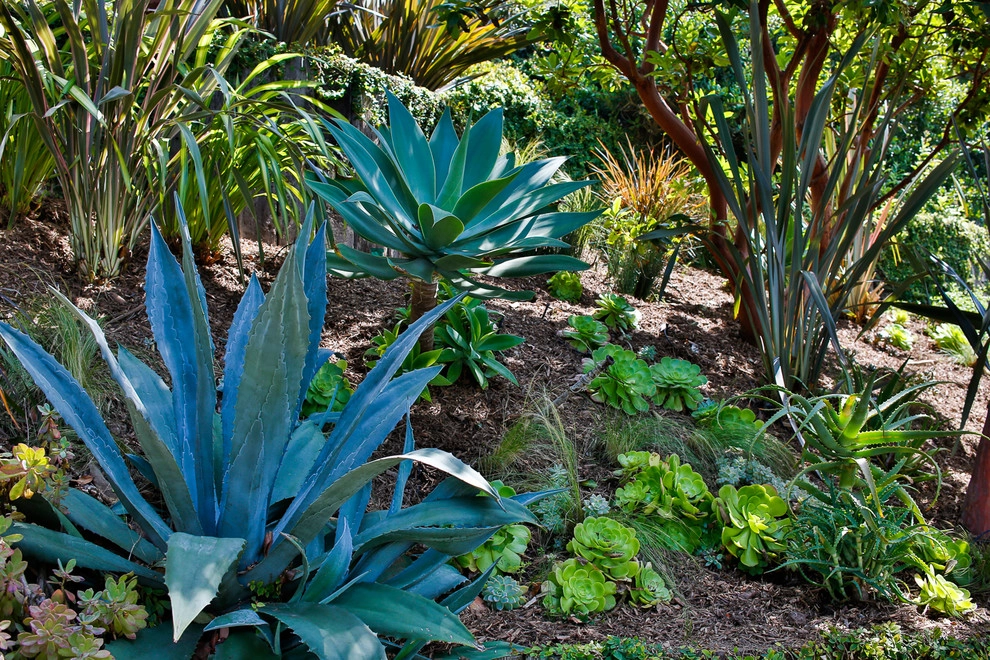 Malibu Drought Tolerant Hillside Oasis by Viola Gardens - Photo 5