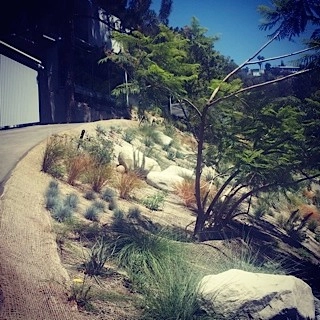 Viola Gardens Drought Tolerant Landscape Projects by Viola Gardens - Photo 19