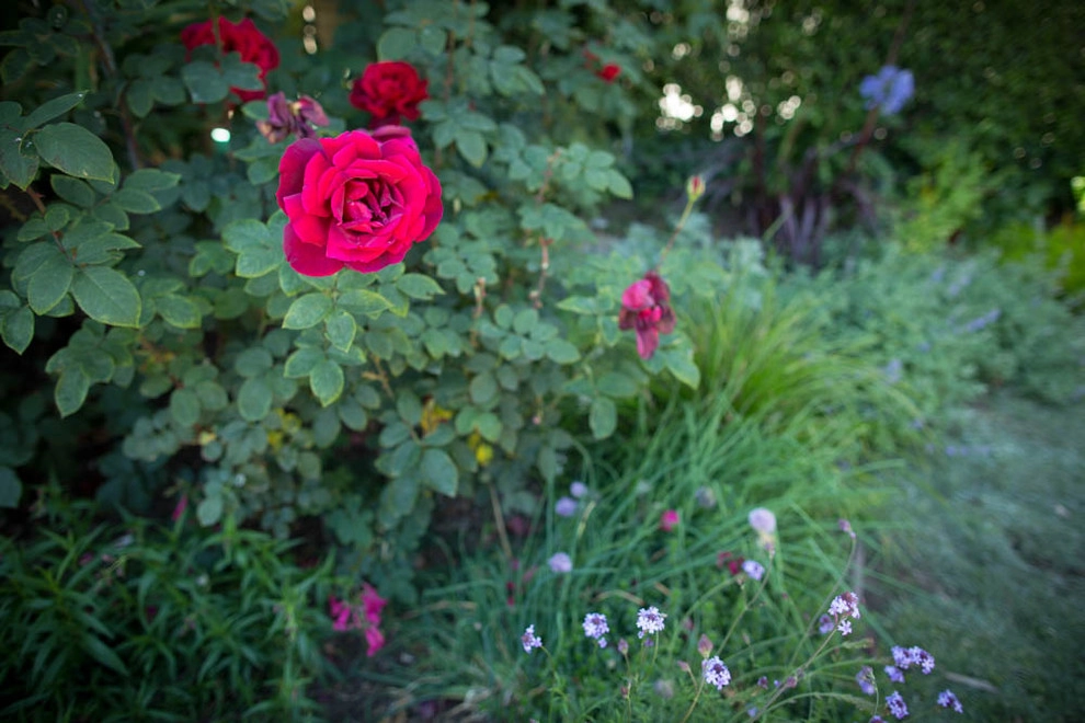 Viola Gardens Drought Tolerant Landscape Projects by Viola Gardens - Photo 21