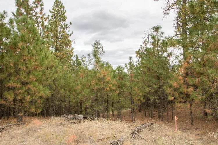 Heron Blue Estates by Morse Western Homes LLC - Photo 3