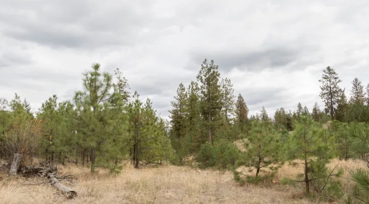 Heron Blue Estates by Morse Western Homes LLC - Photo 10