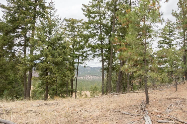 Heron Blue Estates by Morse Western Homes LLC - Photo 14