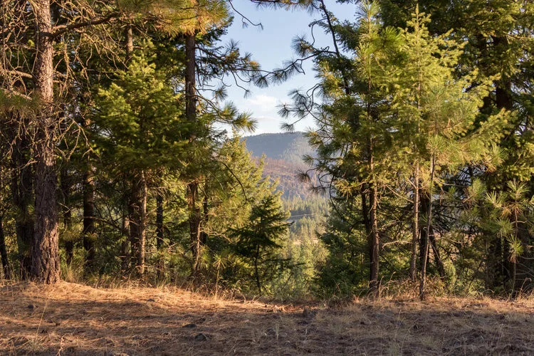 Heron Blue Estates by Morse Western Homes LLC - Photo 6