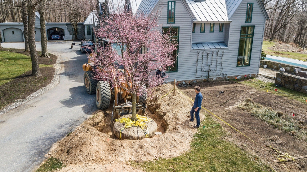 Tree Transplanting by Wallace Landscape Associates - Photo 2