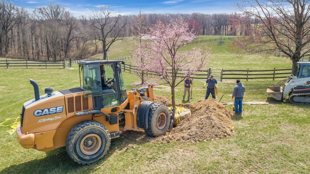 Tree Transplanting by Wallace Landscape Associates - Photo 4