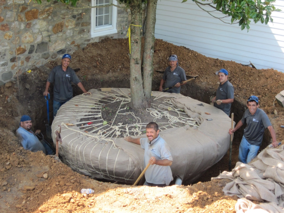 Tree Transplanting by Wallace Landscape Associates - Photo 5