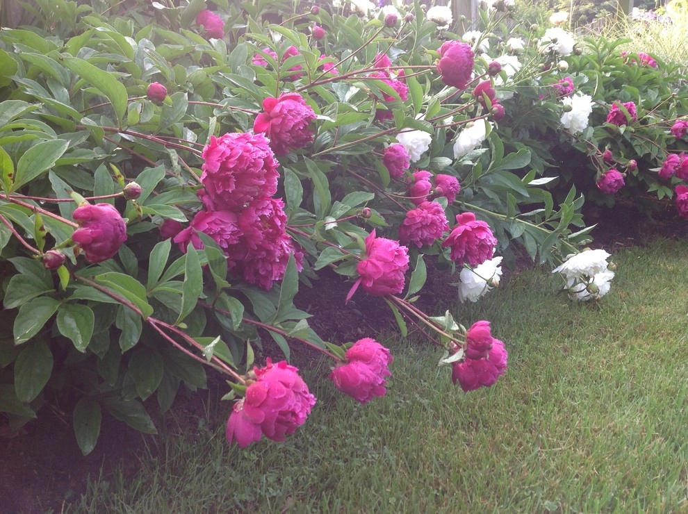 Details by Wallace Landscape Associates - Photo 6