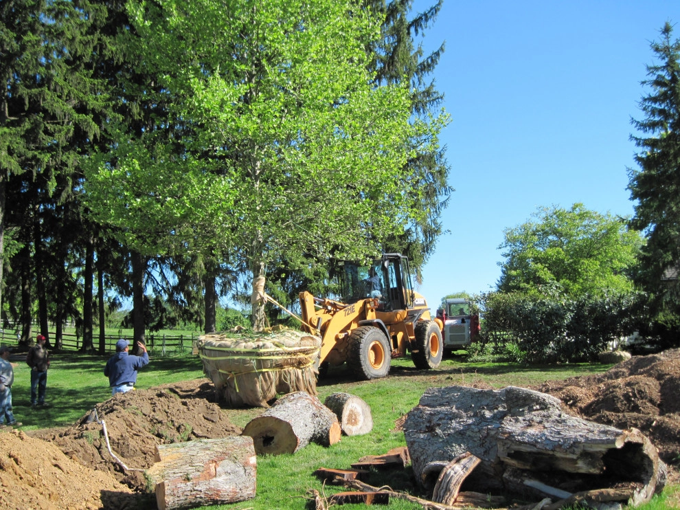 Tree Transplanting by Wallace Landscape Associates - Photo 6