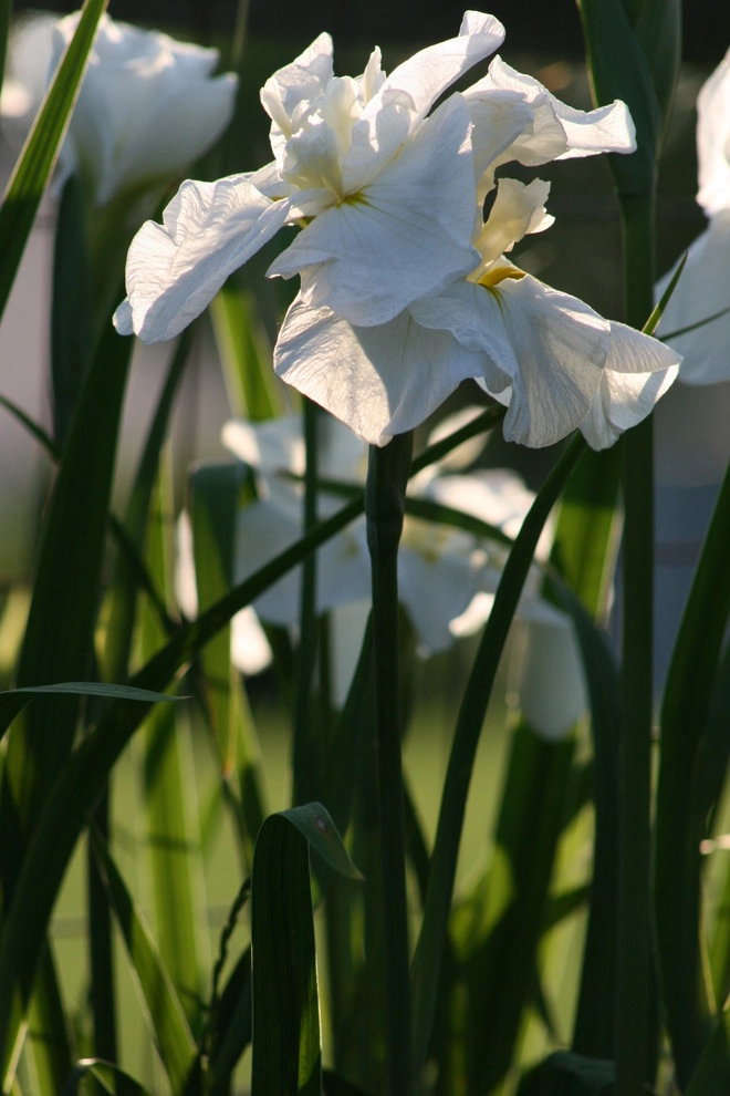 Details by Wallace Landscape Associates - Photo 13