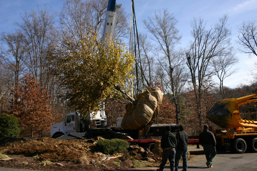 Tree Transplanting by Wallace Landscape Associates - Photo 3