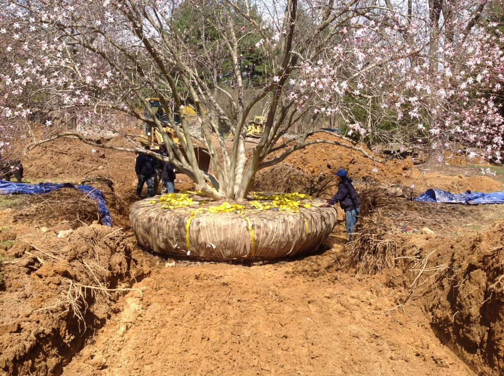 Tree Transplanting by Wallace Landscape Associates - Photo 8