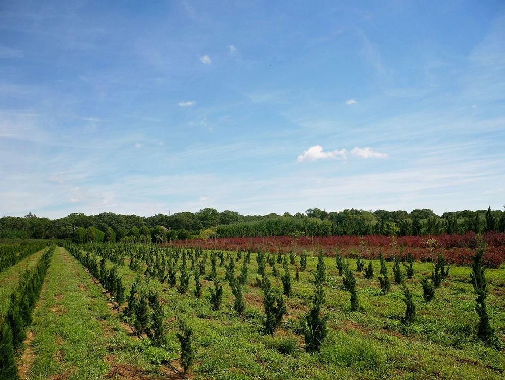 East Quogue Farm by Warren's Nursery - Photo 8