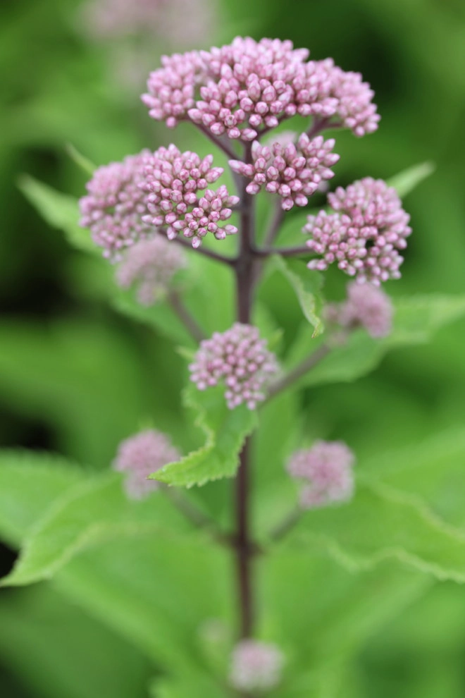 Native Plants by Warren's Nursery - Photo 2