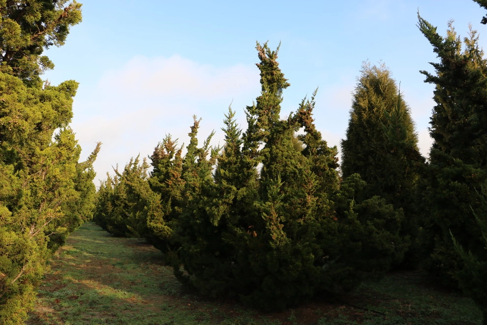 Southampton Farm by Warren's Nursery - Photo 7