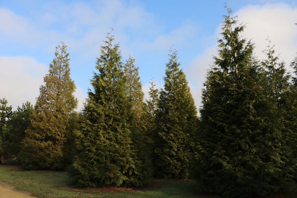 Southampton Farm by Warren's Nursery - Photo 8