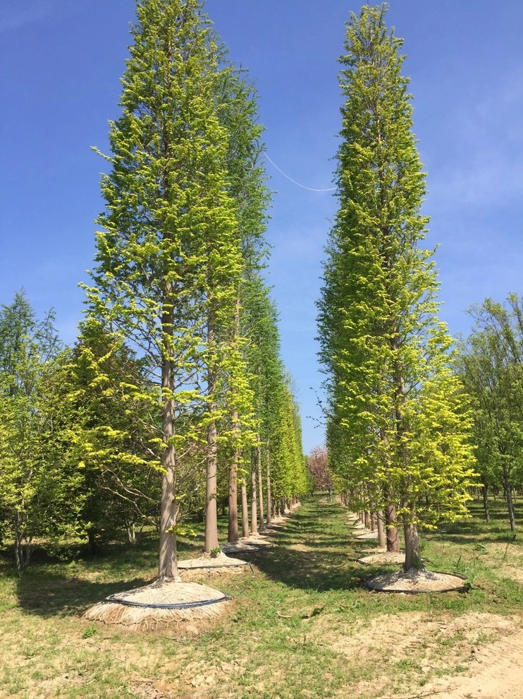 Custom Landscape Designs by Warren's Nursery - Photo 20