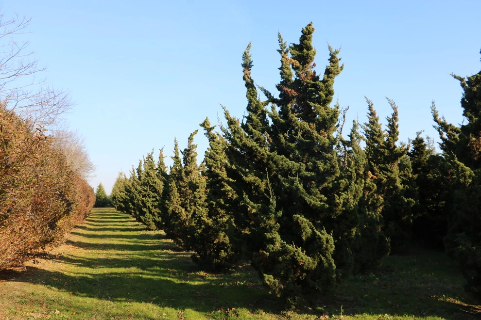 Southampton Farm by Warren's Nursery - Photo 17