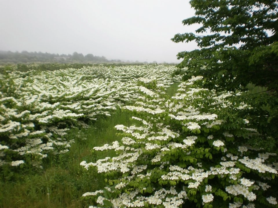 Southampton Farm by Warren's Nursery - Photo 9