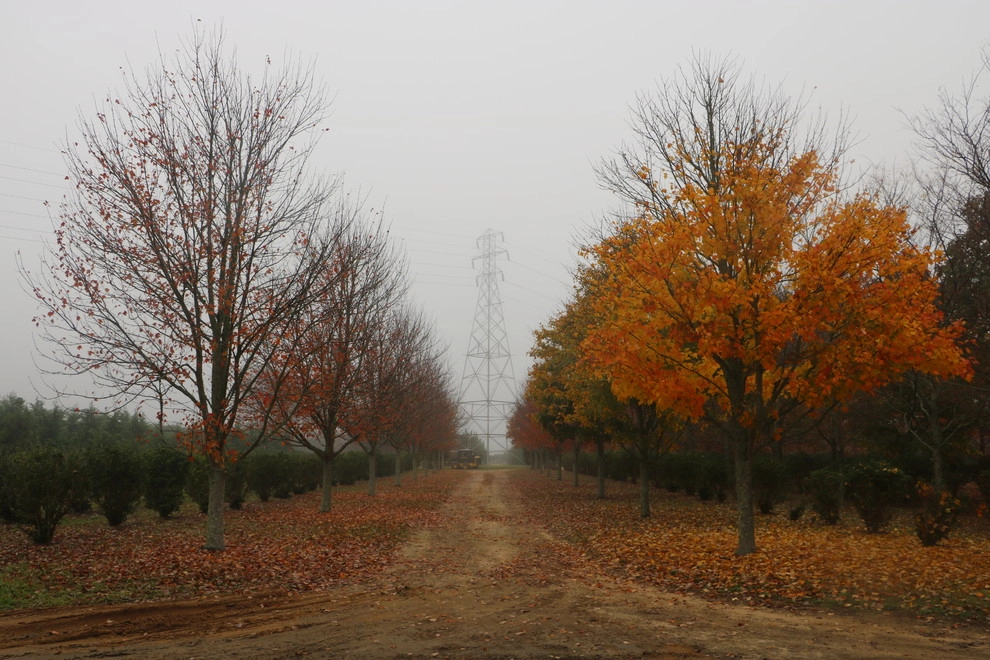 Southampton Farm by Warren's Nursery - Photo 14