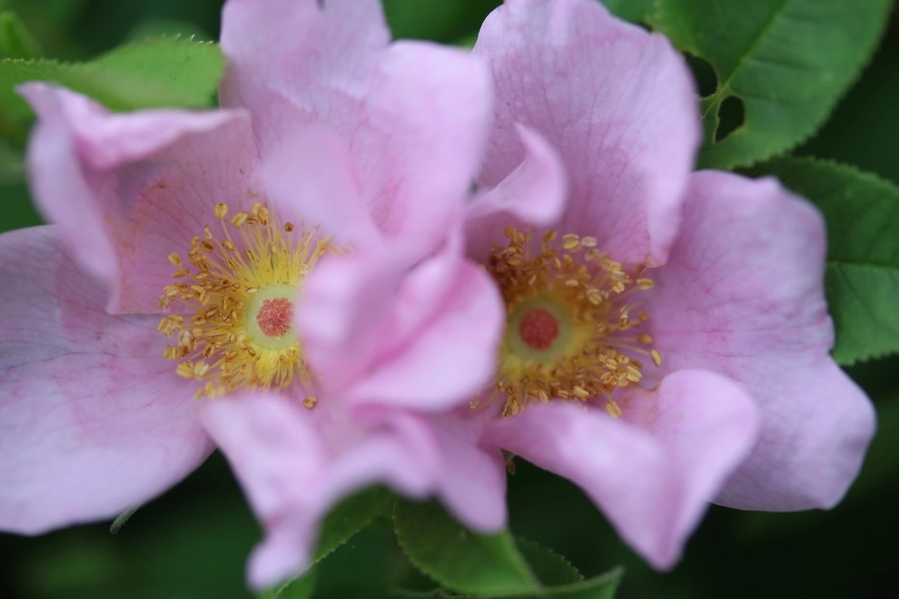 Native Plants by Warren's Nursery - Photo 3