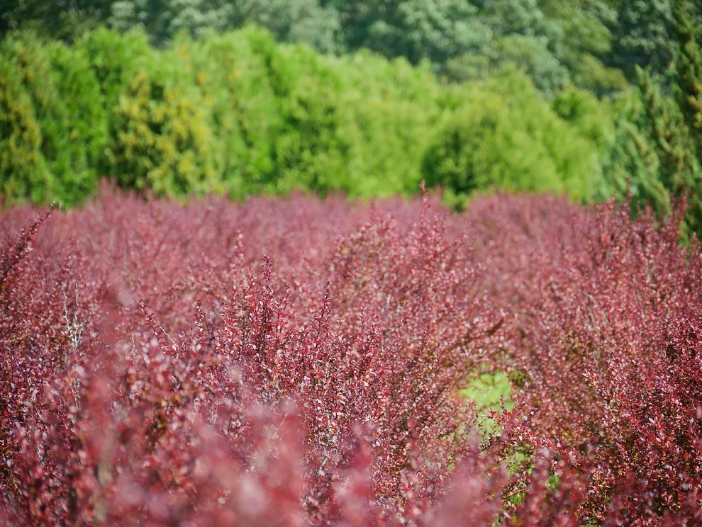 East Quogue Farm by Warren's Nursery - Photo 2