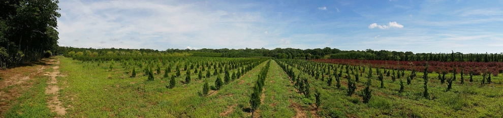 East Quogue Farm by Warren's Nursery - Photo 9