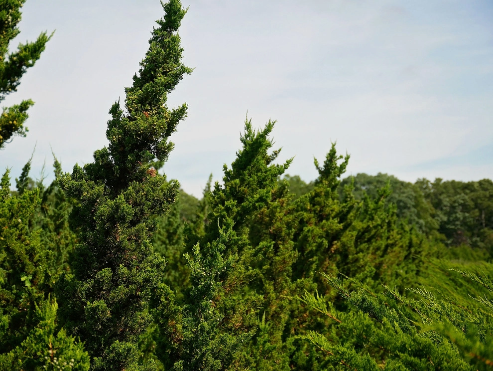 East Quogue Farm by Warren's Nursery - Photo 3
