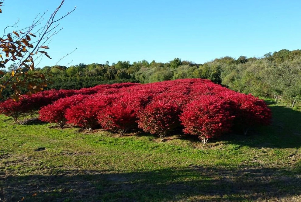 East Quogue Farm by Warren's Nursery - Photo 5