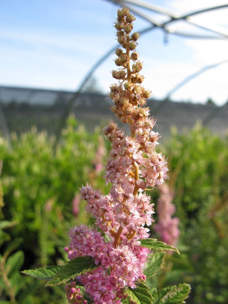 Native Plants by Warren's Nursery - Photo 5