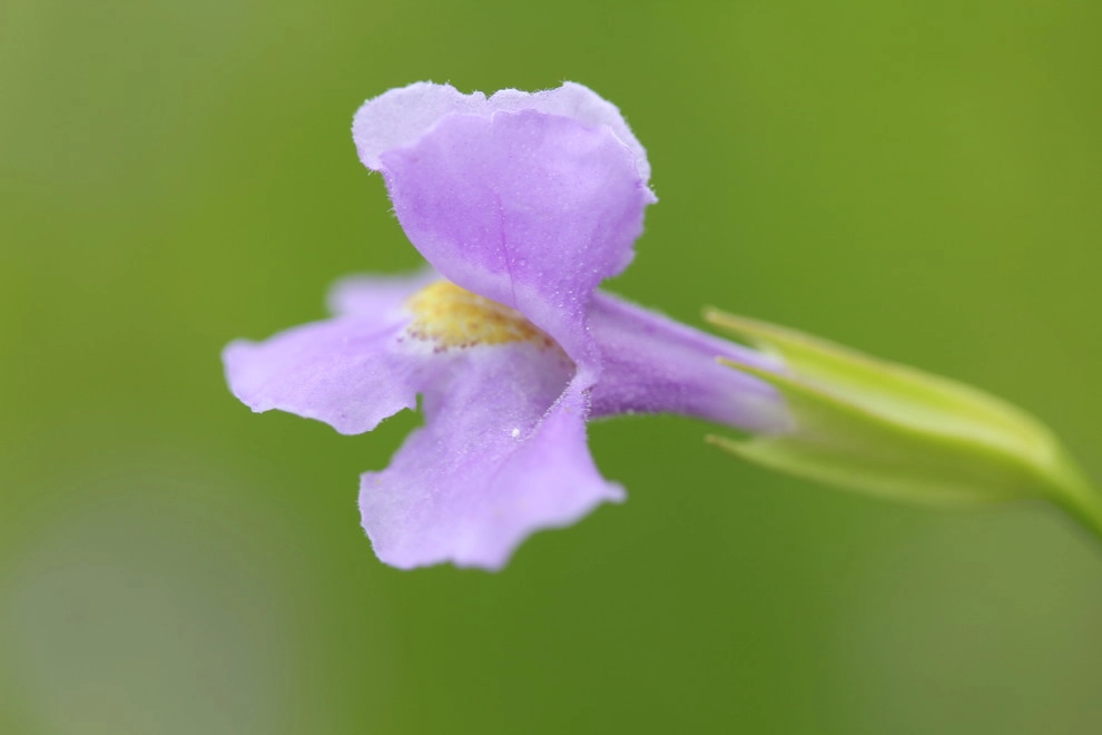 Native Plants by Warren's Nursery - Photo 4