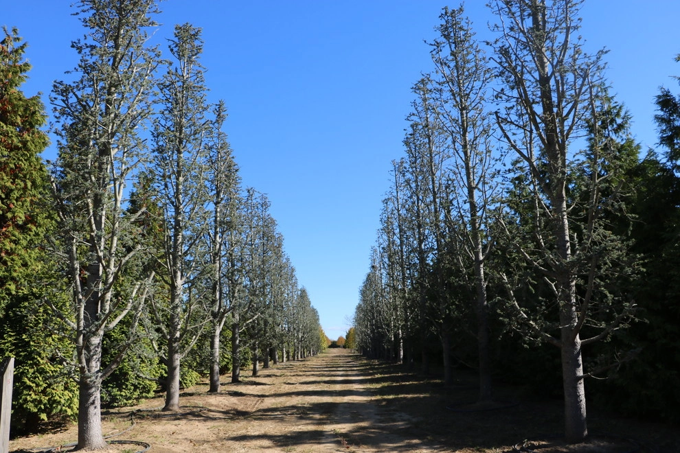 Southampton Farm by Warren's Nursery - Photo 15