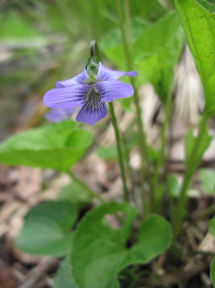 Native Plants by Warren's Nursery - Photo 7