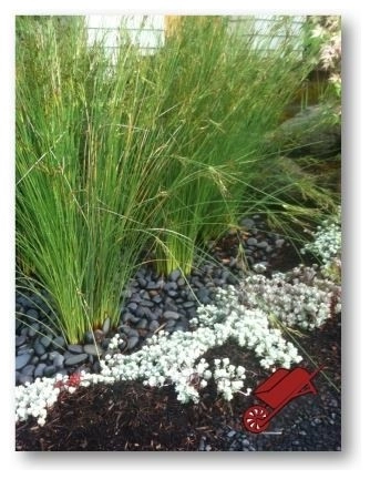 Rain Gardens by Wheel & Barrow Landscape Design & Maintenance - Photo 7