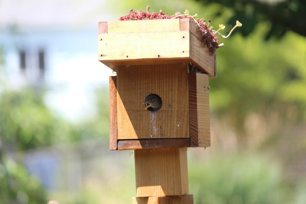 Green Roof Birdhouse by Wheel & Barrow Landscape Design & Maintenance - Photo 11