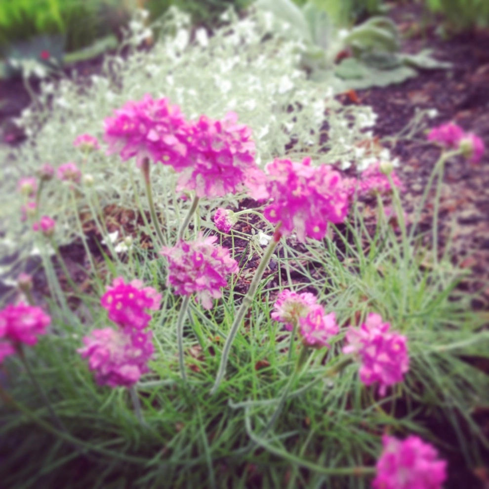 Perennial Gardens by Wheel & Barrow Landscape Design & Maintenance - Photo 2