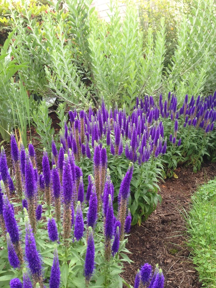 Perennial Gardens by Wheel & Barrow Landscape Design & Maintenance - Photo 4