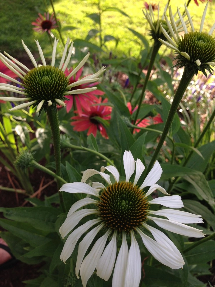 Perennial Gardens by Wheel & Barrow Landscape Design & Maintenance - Photo 11