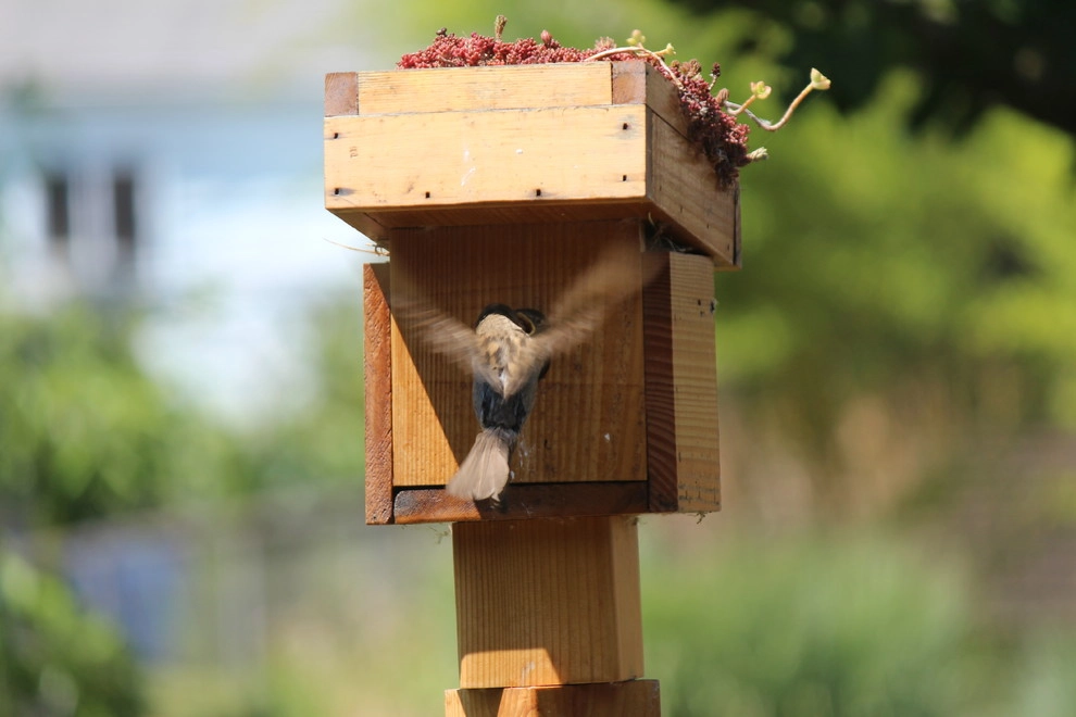 Green Roof Birdhouse by Wheel & Barrow Landscape Design & Maintenance - Photo 12