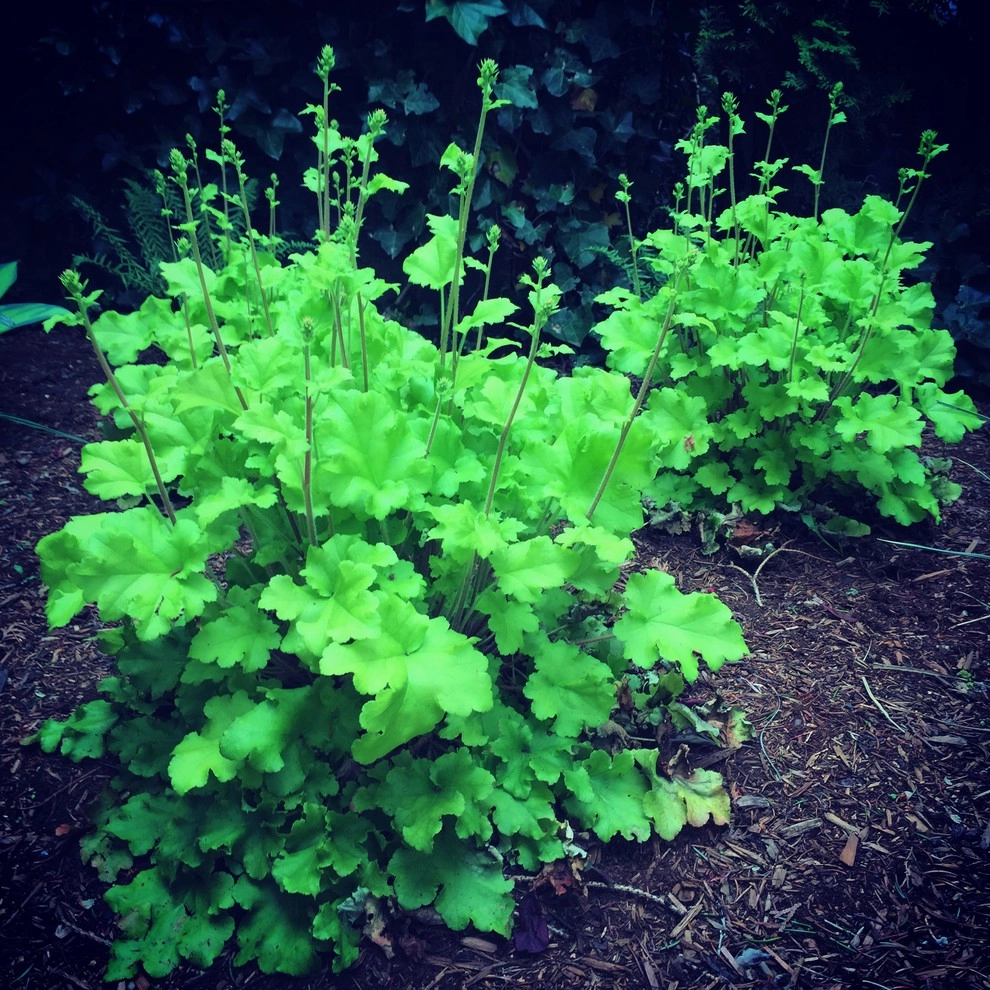 Perennial Gardens by Wheel & Barrow Landscape Design & Maintenance - Photo 7